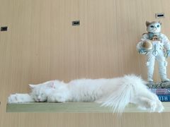 -飞行喵MR PILOT|猫舍·猫咖(静安大融城店)