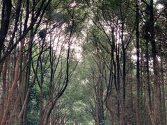 -象山森林公园