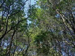 -西湖风景区十里琅珰-五云山