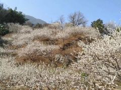 -广州市流溪河国家森林公园