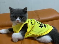 -小猫来了·猫舍(红山六九七九店)