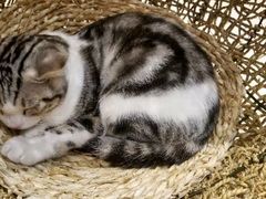 -飞行喵MR PILOT|猫舍·猫咖(静安大融城店)