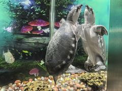 -秦皇岛新澳海底世界