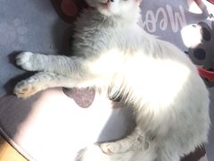 -东方名猫馆·英短金渐层布偶猫舍(环线广场1号楼店)