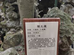 -东山雕花楼