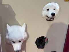 -和它·交个朋友·狗咖猫咖(爱琴海店)