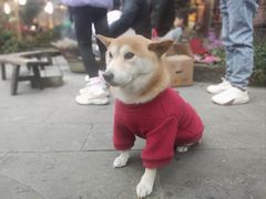 -青城甲(青城山店)