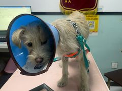 -嘉馨宠物医院·CT影像转诊·心脏科·犬猫全科诊疗中心(下沙大学城院区)