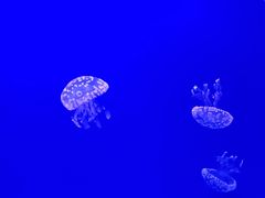 -乌鲁木齐海洋馆