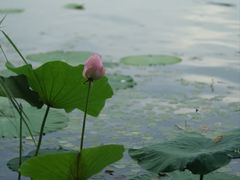 -东湖落雁景区