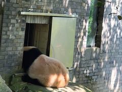 -都江堰中华大熊猫苑