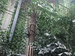 -呀路古热带植物园