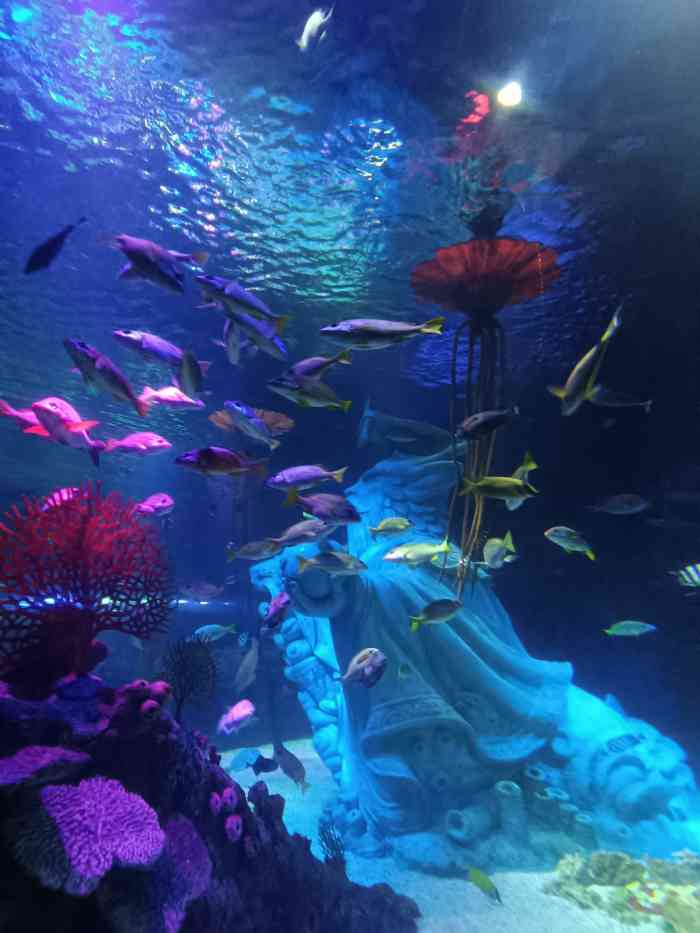 沈阳海洋探索中心-"k11商场里的小海洋馆,海洋动物不太多,.