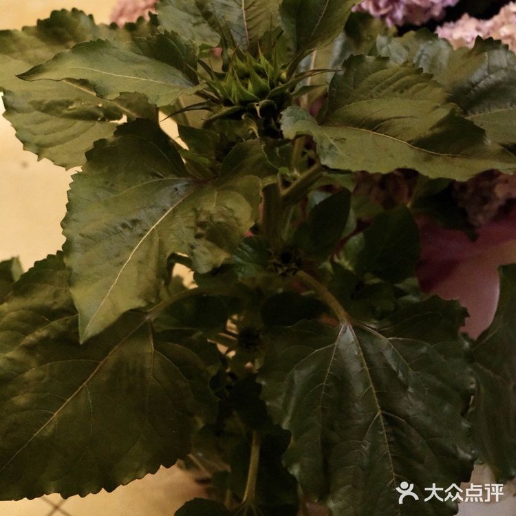 超好逛‼️成都最大的花市🌸