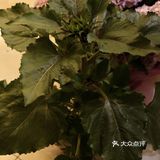 超好逛‼️成都最大的花市🌸