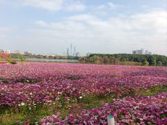 -海珠湖公园