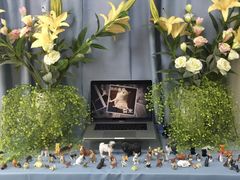 -彩虹桥宠物火化殡葬善终服务(金乐大厦店)