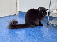 -爱诺耐芙动物医院(万博店)