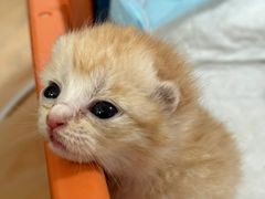 -爱侣宠医·鹦鹉专科·小型哺乳类·异宠专科(灵石路店)