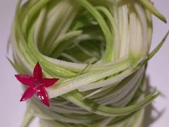 -梅花境(万科店)