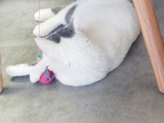 -团子家猫咪猫咖馆·柯基·柯尔鸭
