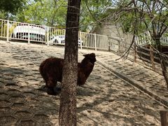 -北京鹿世界主题园