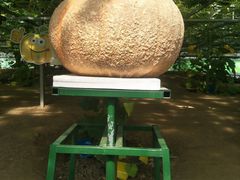 -兰陵国家农业公园