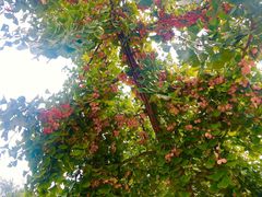 -遵化市禅林寺古银杏风景园