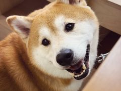 -2326 Coffee Roaster咖啡豆可选店(林肯公园店)