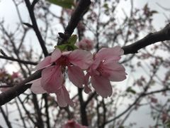 -羚羊峡古栈道森林公园