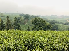 -帐篷客·溪龙茶谷度假酒店