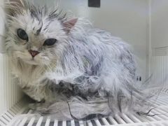 -山宅一喵德文卷毛猫舍