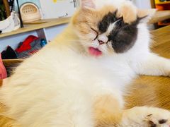 -平行世界·猫咖(首经贸店)