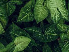 -汉堡王(上海虹口龙之梦)