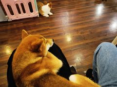 -柯斗斗主题餐厅·狗咖·围炉煮茶·茶饮(国瑞升平里店)