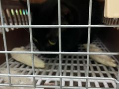 -爱侣宠医·鹦鹉专科·小型哺乳类·异宠专科(灵石路店)