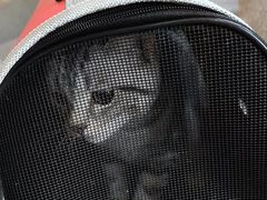 -宠爱国际动物医院·消化内科·心肾内科·ISFM猫友好(望京店)
