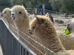 -新疆天山野生动物园