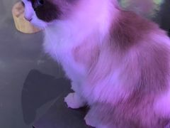 -极木²邸 人与宠物·互动社区
