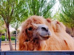 -长白岛森林公园