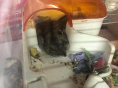 -钓仓鼠(洋桥北里小区店)