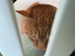 -博特宠物医院24h犬猫全科.骨科·异宠