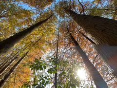 -上海海湾国家森林公园