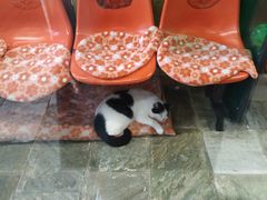 -猫咪博物馆(顶澳仔猫街店)