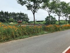 -上海长兴岛郊野公园