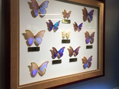 -上海昆虫博物馆