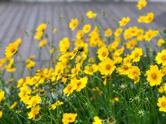 -西京湾花海