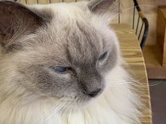 -豆逗聊愈猫阁Easy Life