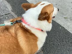 -十八梯邓凳面(狮子坪店)
