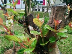 -广州雕塑公园